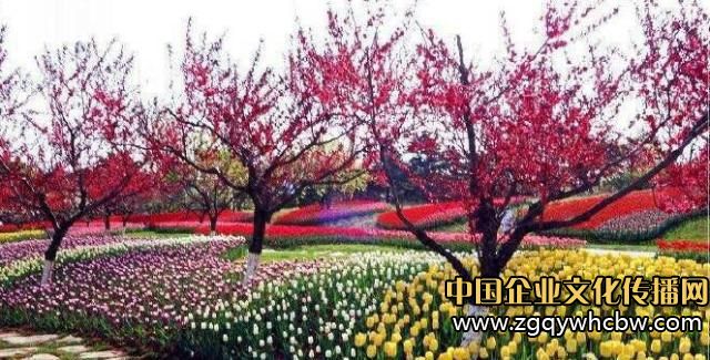 大連英歌石植物園:中國最美郁金香展1.JPG